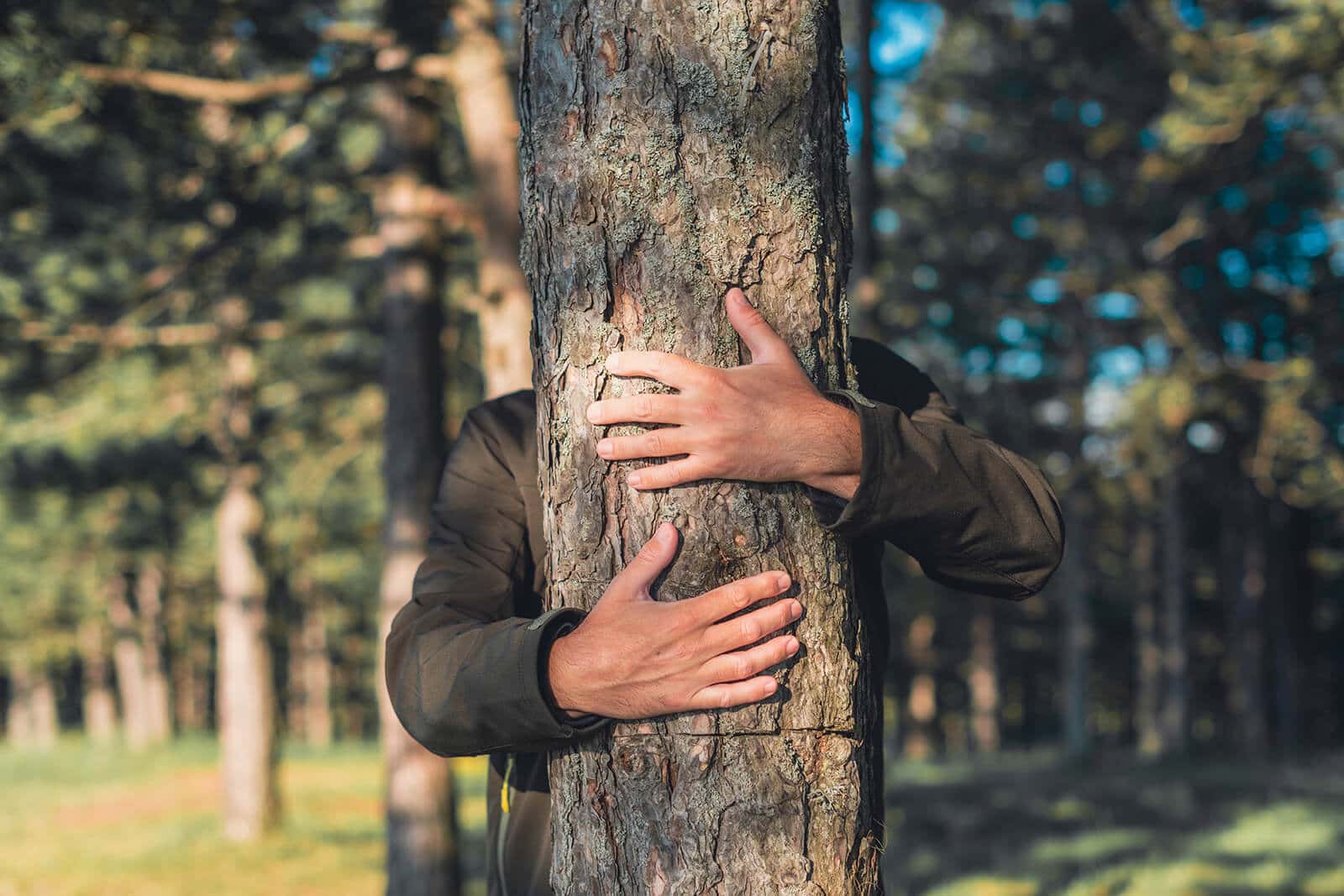Un albero nel bosco viene abbracciato da una persona nascosta dietro di esso.